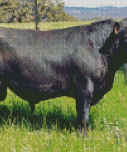 Aberdeen Angus Diamond Paintings