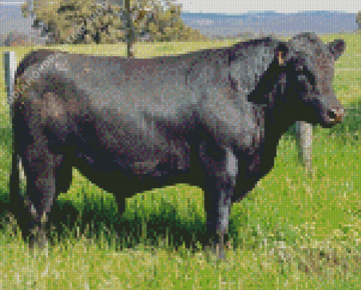 Aberdeen Angus Diamond Paintings