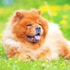 Aesthetic Chow Chow Pet Diamond Paintings