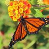 Aesthetic Orange Flower With Butterfly Diamond Paintings