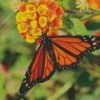 Aesthetic Orange Flower With Butterfly Diamond Paintings