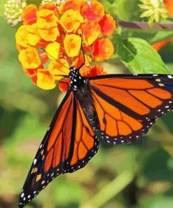 Aesthetic Orange Flower With Butterfly Diamond Paintings