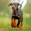 Aesthetic Doberman Pinscher Diamond Paintings