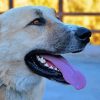 Anatolian Shepherd Diamond Paintings