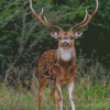 Axis Deer Animal Diamond Paintings