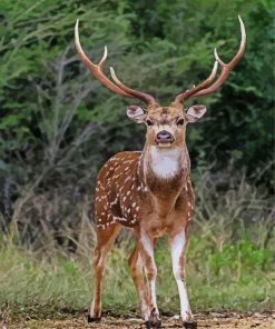 Axis Deer Animal Diamond Paintings