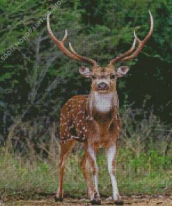 Axis Deer Animal Diamond Paintings