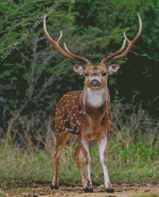 Axis Deer Animal Diamond Paintings