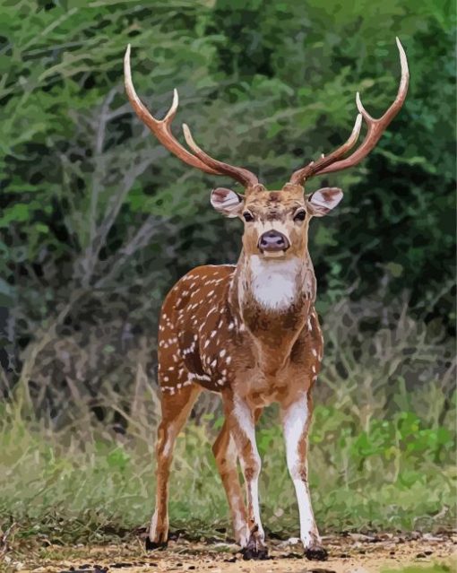 Axis Deer Animal Diamond Paintings