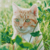 Cat In Field Diamond Painting