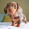 Dachshund Miniature Puppy Dog Diamond Paintings