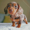 Dachshund Miniature Puppy Dog Diamond Paintings