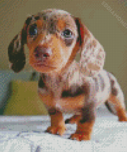 Dachshund Miniature Puppy Dog Diamond Paintings