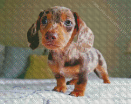 Dachshund Miniature Puppy Dog Diamond Paintings