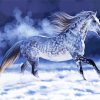 Dapple Horse Art Diamond Paintings