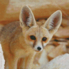 Fennec Fox Diamond Paintings