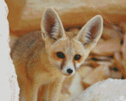 Fennec Fox Diamond Paintings