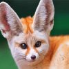 Fennec Fox Face Diamond Paintings