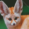 Fennec Fox Face Diamond Paintings