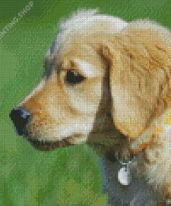 Golden Puppy Diamond Paintings