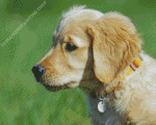 Golden Puppy Diamond Paintings