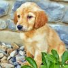 Golden Puppy Dog Diamond Paintings