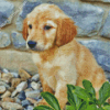 Golden Puppy Dog Diamond Paintings