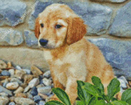 Golden Puppy Dog Diamond Paintings