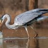 Grey Heron Fishing Diamond Paintings