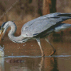 Grey Heron Fishing Diamond Paintings