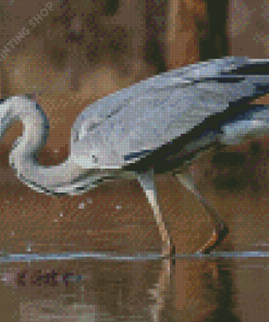 Grey Heron Fishing Diamond Paintings