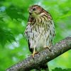 Hawks In A Green Forest Diamond Paintings