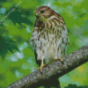 Hawks In A Green Forest Diamond Paintings