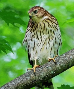 Hawks In A Green Forest Diamond Paintings