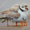 Killdeer Bird Diamond Paintings