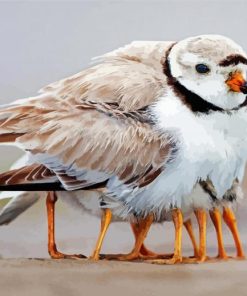 Killdeer Bird Diamond Paintings