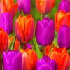 Orange Purple Tulips Diamond Paintings