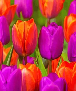 Orange Purple Tulips Diamond Paintings