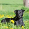 Patterdale Terrier Dog Animal Diamond Paintings