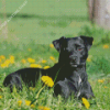 Patterdale Terrier Dog Animal Diamond Paintings