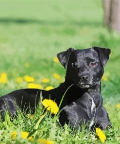 Patterdale Terrier Dog Animal Diamond Paintings