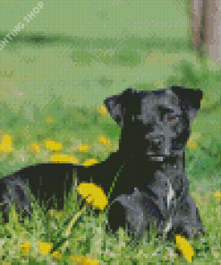 Patterdale Terrier Dog Animal Diamond Paintings