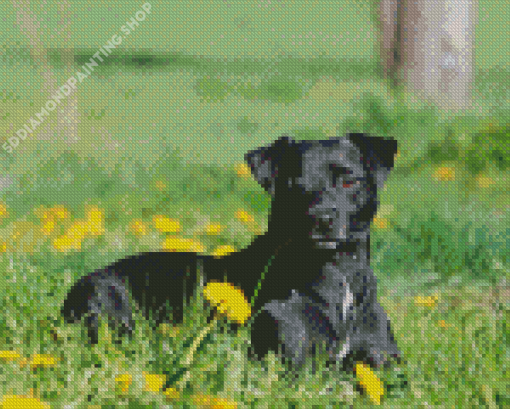 Patterdale Terrier Dog Animal Diamond Paintings