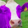 Purple Cow Diamond Paintings