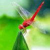 Red Dragonfly Insect Diamond Paintings