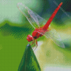 Red Dragonfly Insect Diamond Paintings