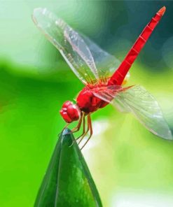 Red Dragonfly Insect Diamond Paintings