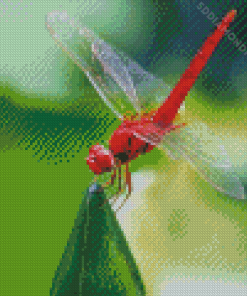 Red Dragonfly Insect Diamond Paintings