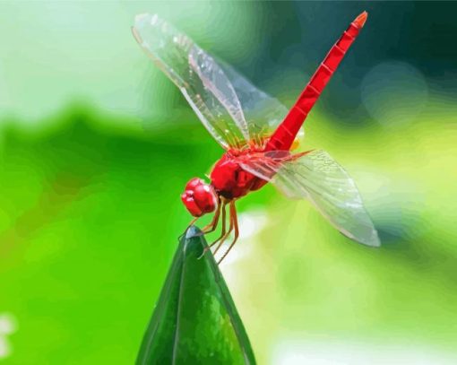 Red Dragonfly Insect Diamond Paintings