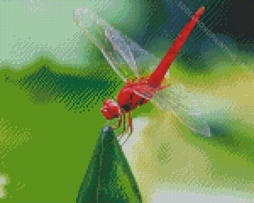 Red Dragonfly Insect Diamond Paintings